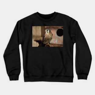 American Kestrel Crewneck Sweatshirt